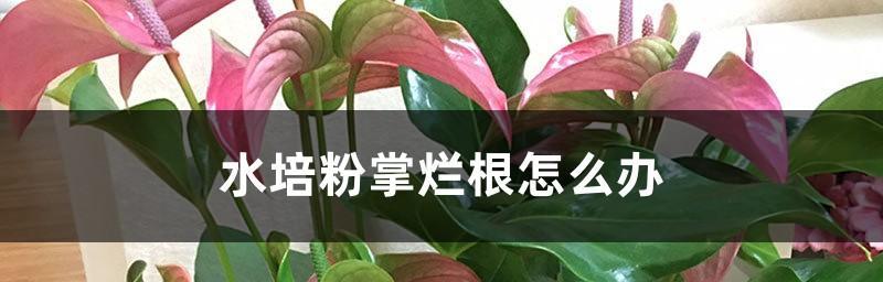 如何应对粉掌烂根（防治方法详解）