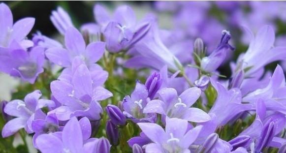 永恒的友谊——以百合花的花语为主题的文章（百合花语传递友谊的力量）