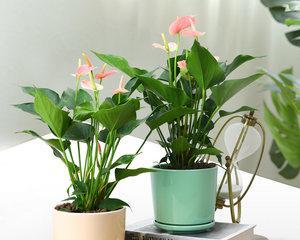 如何为粉掌施肥（科学施肥让你的粉掌更美丽）