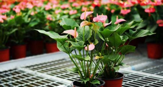 粉掌喜欢阳光吗（解析喜阳植物的生态习性与生命特征）