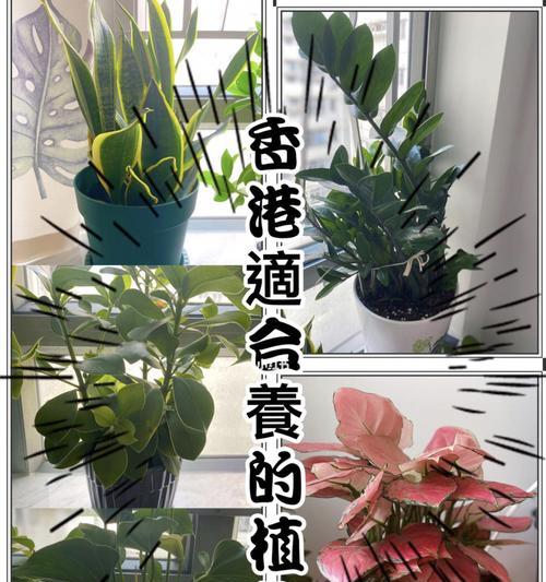 粉掌喜欢阳光吗（解析喜阳植物的生态习性与生命特征）