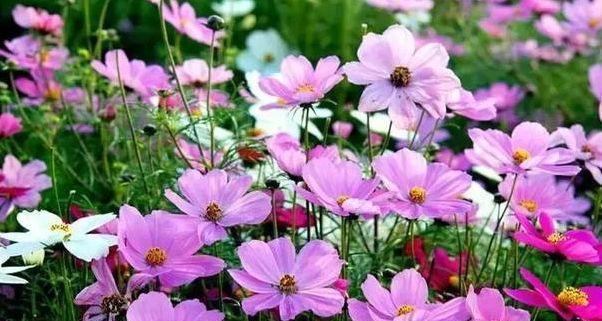 勇敢之花（康乃馨的花语和勇敢精神）