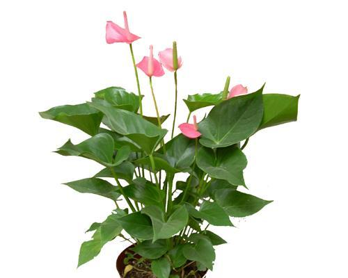 粉掌喜欢阳光吗（解析喜阳植物的生态习性与生命特征）