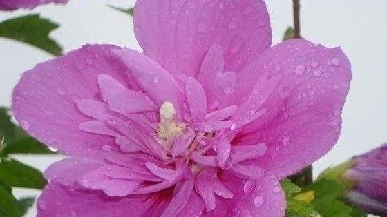 勇敢之花（康乃馨的花语和勇敢精神）