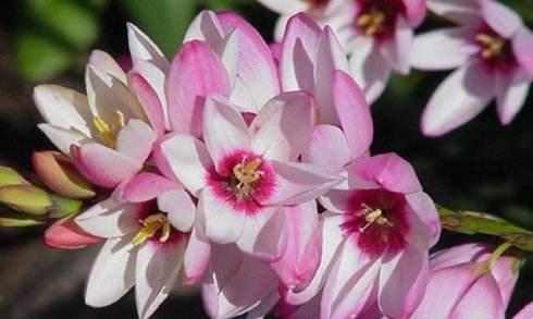 优雅的花语——以兰花为主题（兰花的魅力与优雅之美）