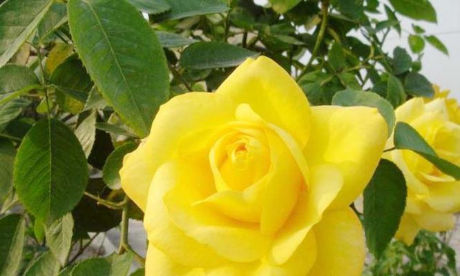 友谊之花——向日葵的花语（以太阳花为纽带）