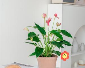 如何让粉掌更旺盛（养护技巧一网打尽）