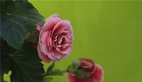 友谊长存——以百合花的花语为主题（用百合花的花语传递友谊的力量）