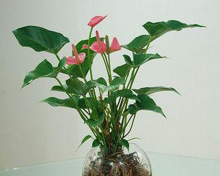 如何养殖粉掌（粉掌养殖方法详解）