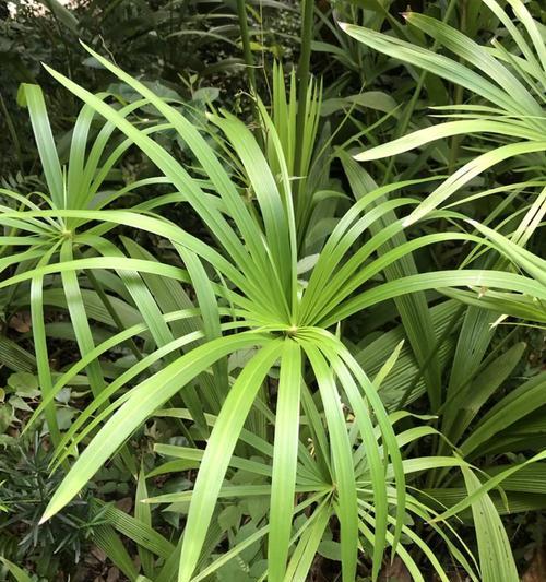 风车草的水养方法（室内种植技巧及注意事项）
