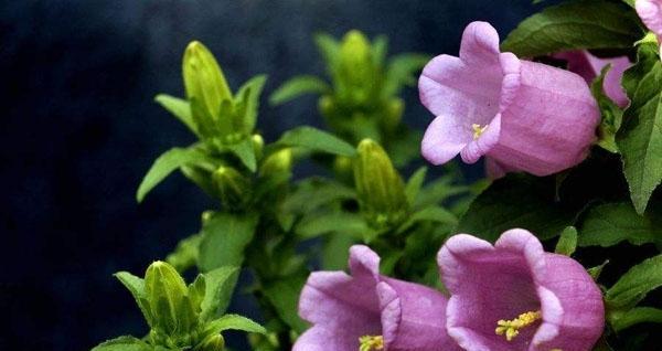 以红玫瑰花语表达占有欲的主题（红玫瑰花语传达浓烈的爱意和占有欲的内涵）