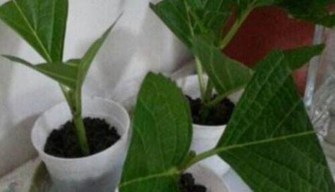 风车茉莉插枝的成活率与注意事项（探究风车茉莉插枝的养殖方法和技巧）