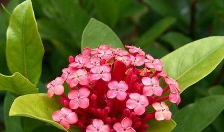 揭示真相的花语（以百合花的花语揭开真相的秘密）