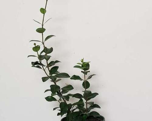 冬季移栽风车茉莉的注意事项（如何在冬天成功移植风车茉莉）
