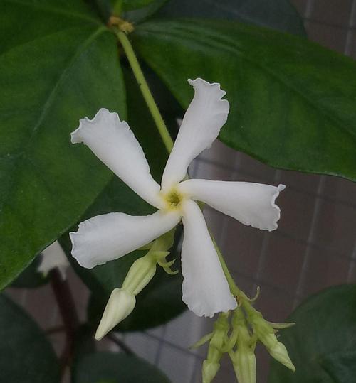 风车茉莉的种植与养护方法（适合室内和室外种植）