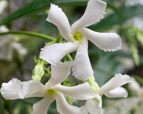 风车茉莉的种植与养护方法（适合室内和室外种植）