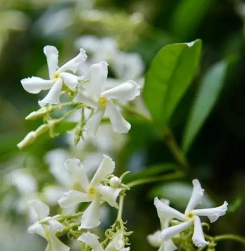 风车茉莉的花期特点及注意事项（掌握风车茉莉的开花时间）