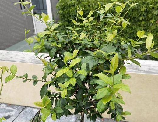 风车茉莉花期长短及开花时间（探寻风车茉莉的开花周期和盛放期间）