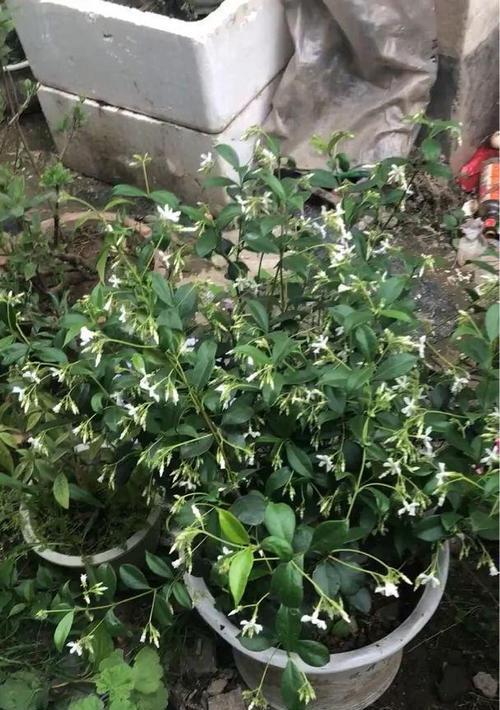 风车茉莉花期长短及开花时间（探寻风车茉莉的开花周期和盛放期间）