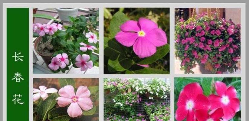 主角的花语——以玫瑰为主题（表达情感的玫瑰花语与寓意）
