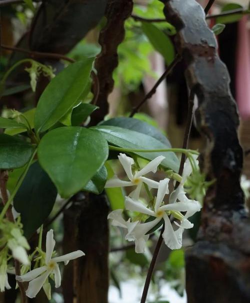 院子里适合种植风车茉莉（风车茉莉的生长环境与栽培技巧）