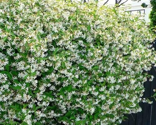院子里适合种植风车茉莉（风车茉莉的生长环境与栽培技巧）
