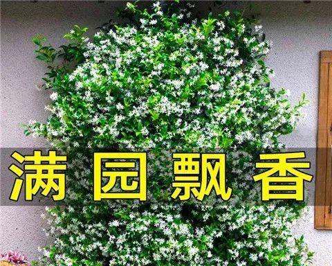 风车茉莉开花时间及特点探究（掌握风车茉莉开花时间）