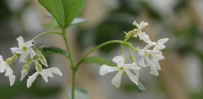 风车茉莉开花时间及特点探究（掌握风车茉莉开花时间）