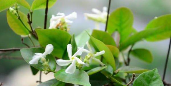 探究风车茉莉的生长习性（风车茉莉是草本还是木本）