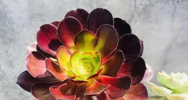 黑玫瑰（探寻黑玫瑰背后的诅咒之谜）