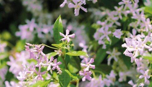 风车茉莉喜肥技巧全解析（施肥注意事项）