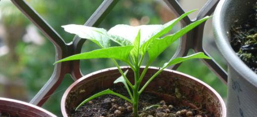 风车茉莉喜肥技巧全解析（施肥注意事项）
