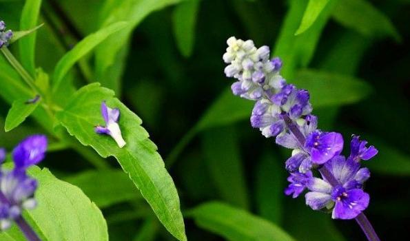 聆听的花语——寄托心声（以风铃花为纽带）