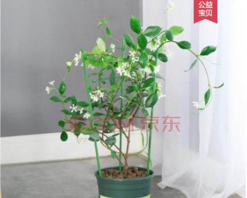 如何选择适合风车茉莉的盆（风车茉莉盆栽种植的注意事项）