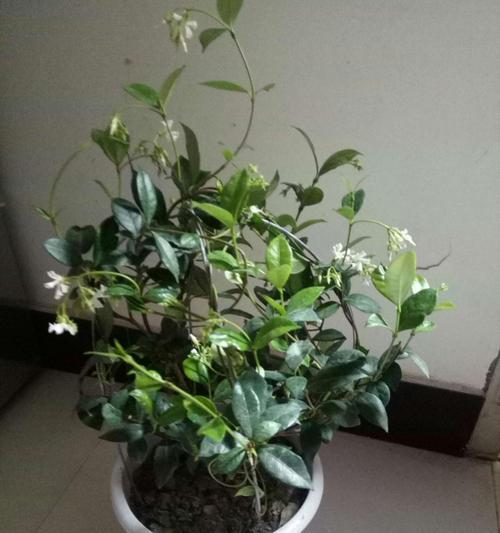 如何选择适合风车茉莉的盆（风车茉莉盆栽种植的注意事项）