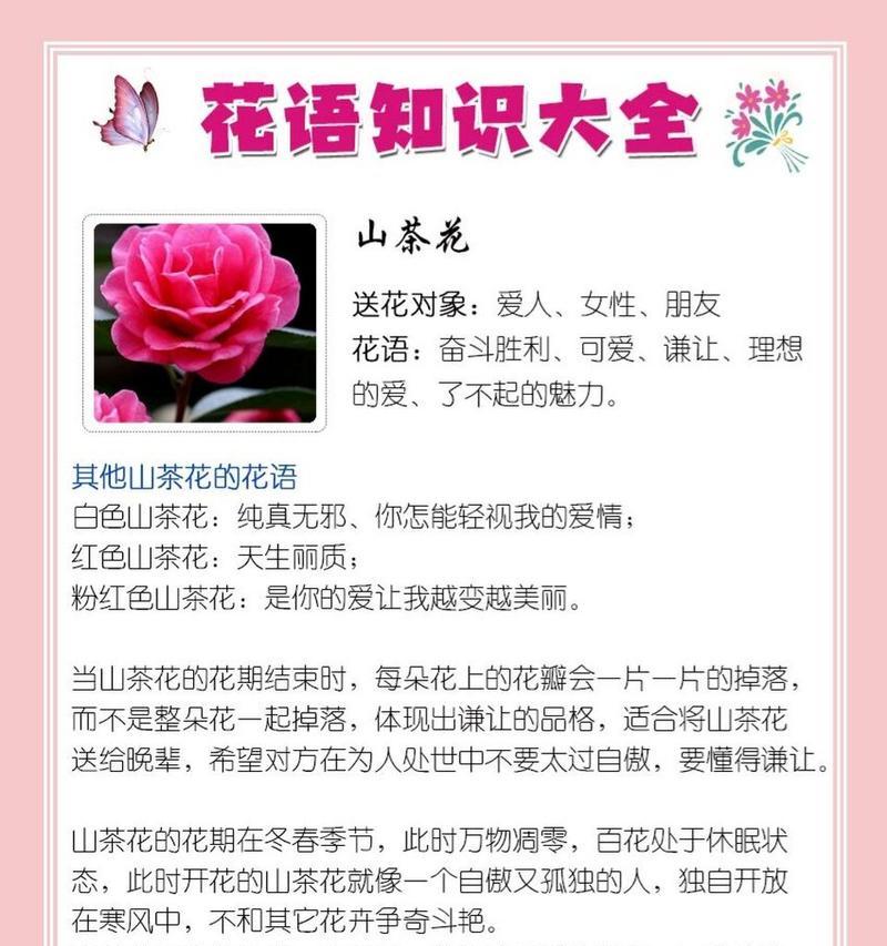 矢车菊的花语与寓意——点亮生命之花（绽放希望与坚毅）