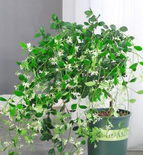 如何正确盆栽风车茉莉（选择合适的盆器和土壤）