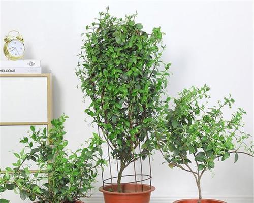 如何选择适合风车茉莉生长的土壤（掌握正确土壤知识）