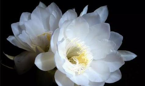 双生花（一朵花）