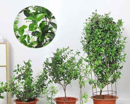 风车茉莉繁殖方法与注意事项（成功种植风车茉莉的关键）