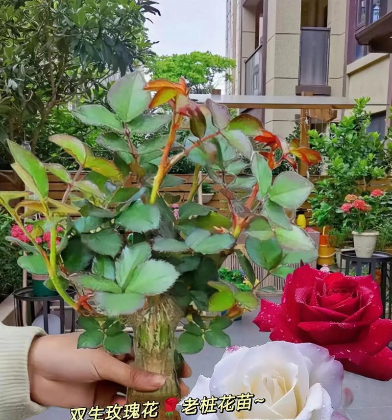 双生花（一朵花）