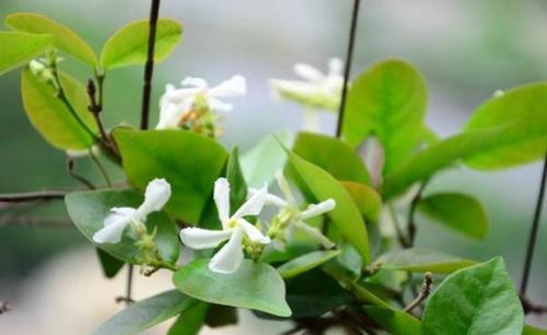 风车茉莉修根指南（掌握正确修根方法）