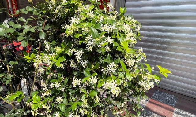 风车茉莉修根指南（掌握正确修根方法）