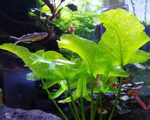 水草开花的寓意与预示（揭示水草开花的神秘力量）