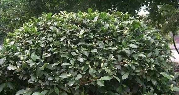风车木的特性及应用（探究风车木的品质）