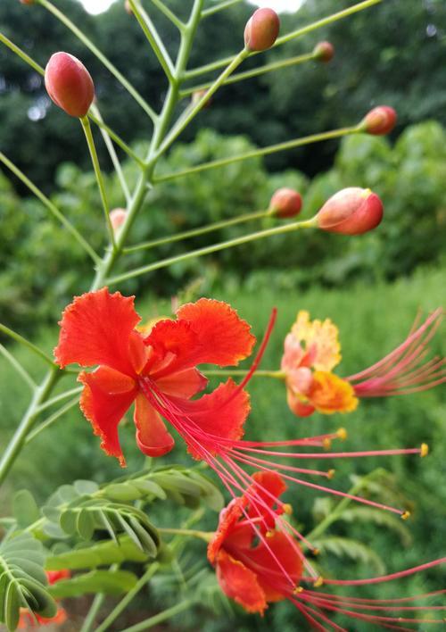 风凰花开放的季节及花期剖析（探秘风凰花的开花时间及花朵特点）