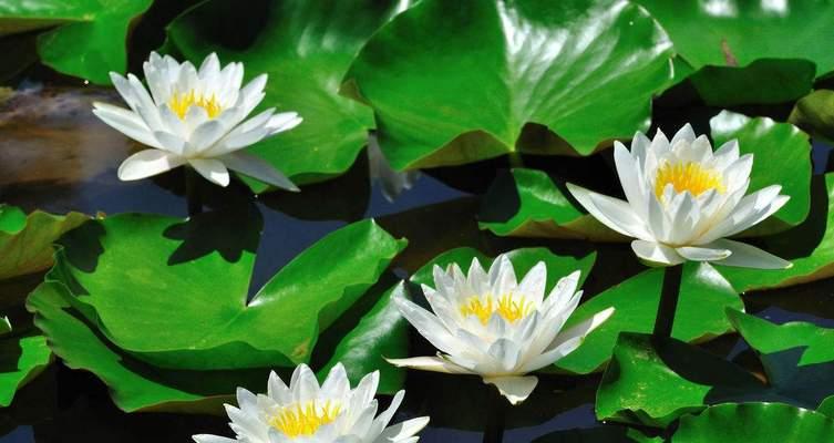 睡莲的花语与寓意——探寻它象征的美好意义（揭示睡莲花的深刻含义）
