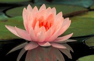 睡莲的花语与寓意——探寻它象征的美好意义（揭示睡莲花的深刻含义）