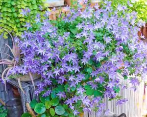 风铃草的养护方法（打造美丽花园的必备秘籍）