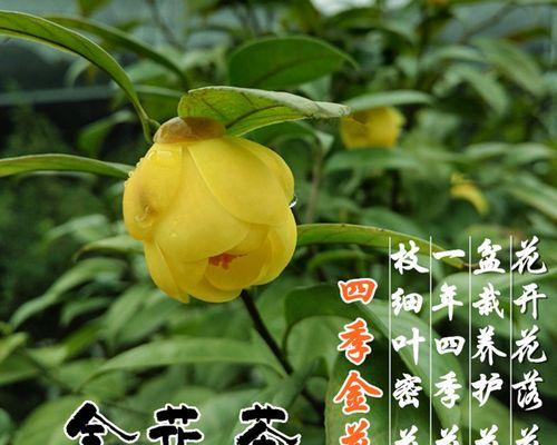 四季茶花花语（探索四季茶花的花语）